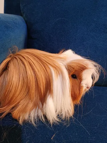 Porquinho da india