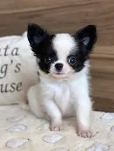 Chihuahua filhotes pelo longo