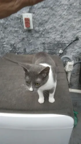 Doação de gatinha 