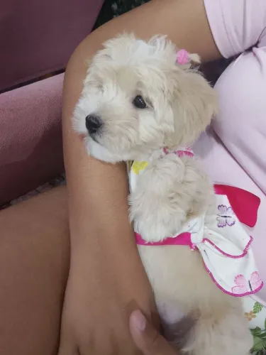 Vendo uma Shitzu fêmea com 55 dia de nascida, já com vacina e vermífugo em dia