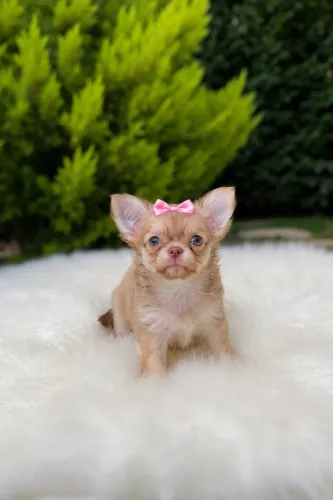 Chihuahua pelo longo princesinha