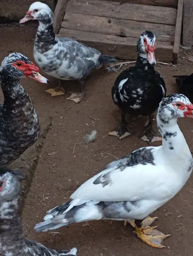 PATAS E PATOS