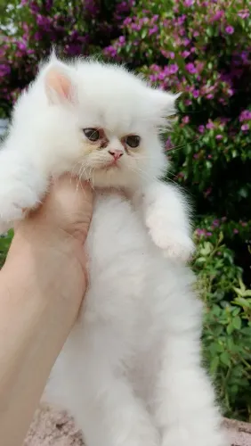 Gatinhos persas