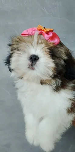 Shih Tzu 
