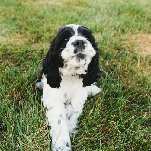 Filhote Cocker spaniel, A Felicidade Tem Patas Pequenas e Um Coração Gigante!