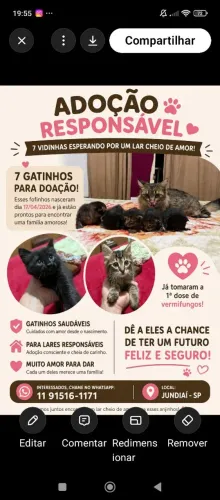 Gatinhos filhotes 