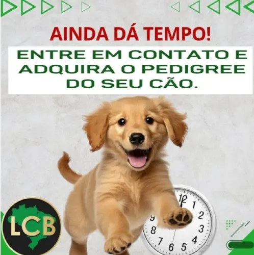 Pedigree para seu cão de Raça é aqui ?