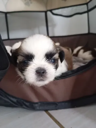 shih tzu o Queridinho do Brasil