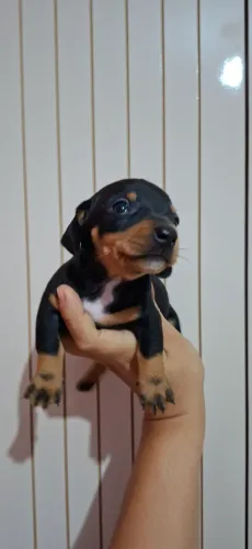 Dachshund fêmea para pronta entrega