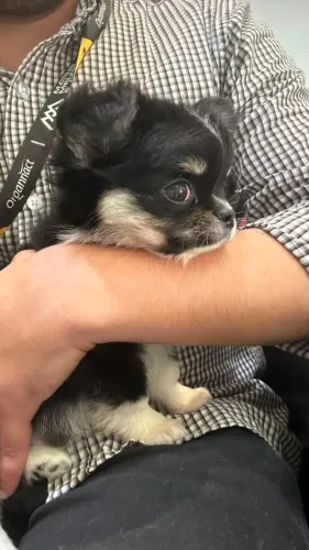 Filhote de chihuahua