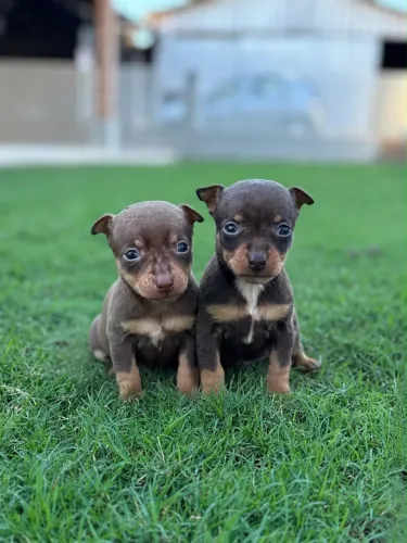 Mini Pinscher