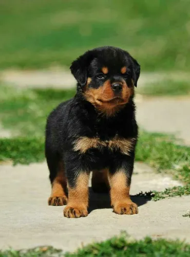 Cabeça de touro rottweiler procedência nn