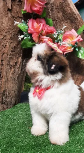 Linda BABY SHIH-TZU ja sendo educadinha entrego vacinada e higienizadinha e entrega gratis