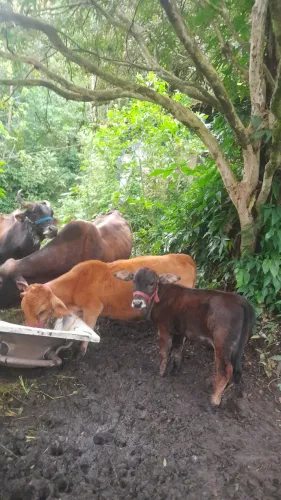 Mini Vacas