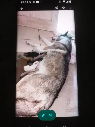 FILHOTES *PUROS* DE HUSKY SIBERIANO