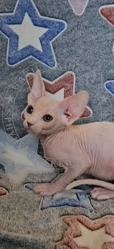 Sphynx - Filhotes lindos e amáveis!