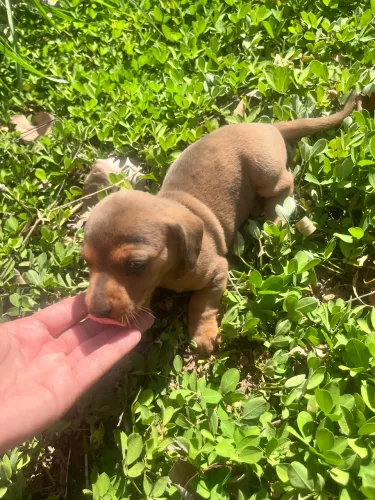 Basset mini arlequim