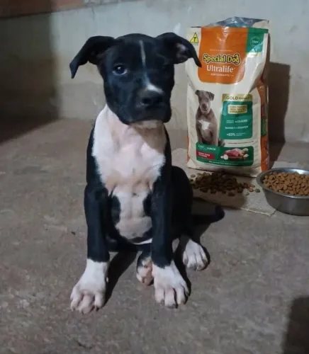 DOAÇÃO, Filhotes de pitbull