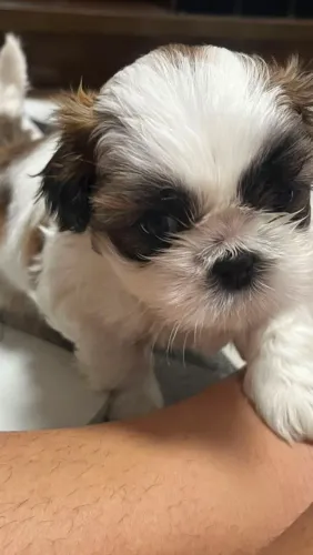 Shihtzus
