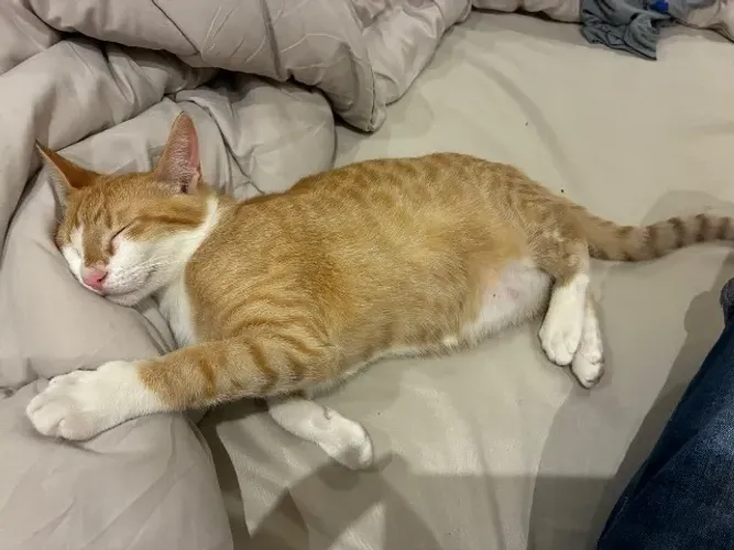 Gato