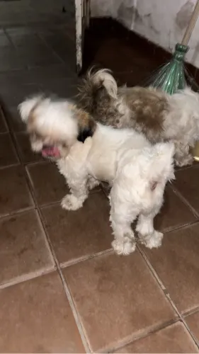 Shitz p doação