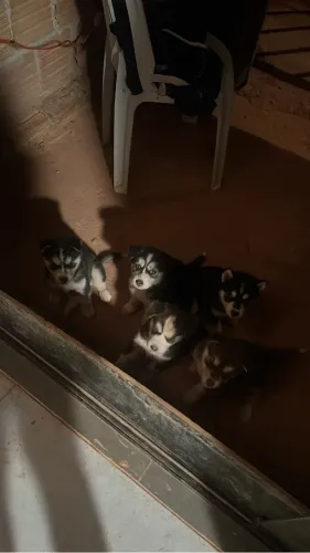 Husky siberiano
