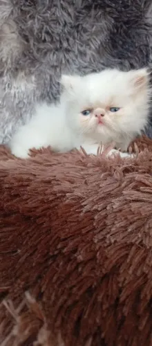 Lindo Gato Persa