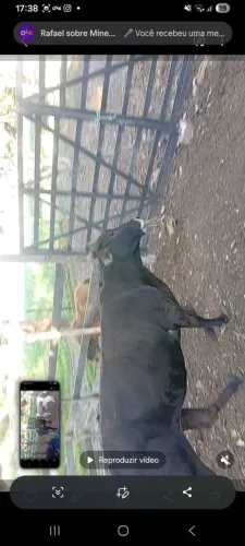 Vendo mine vaca nelore preta nova