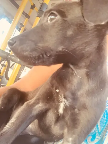 Doação de cachorrinha