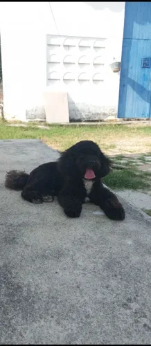 Poodle procura namorada.