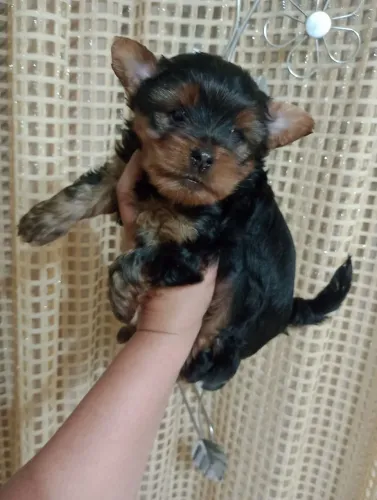 Yorkshire Macho, Com vacina e pedigree, Tamanho padrão, em 10x no cartão.