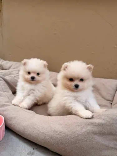 Vendo Filhotes Spitz alemão( lulu da pomeranea) Fêmea