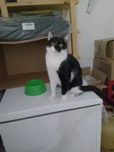 Gatinhos para adoção