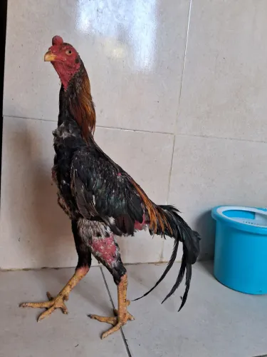 Estou vendendo um galo indiano de procedência no valor de R$ 150,00