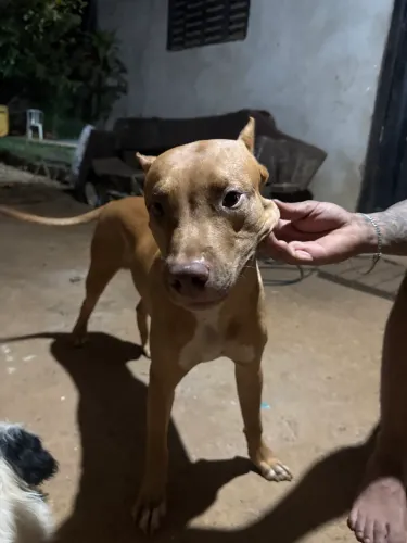 Cachorro