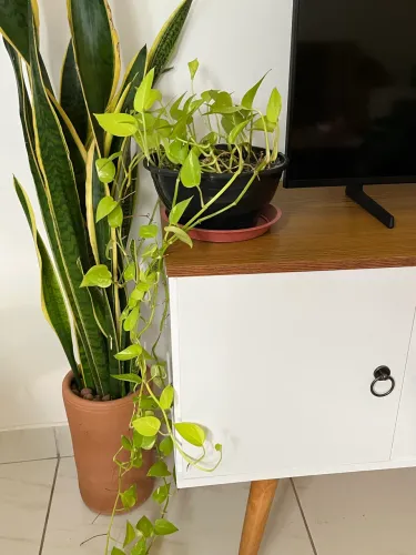 Plantas