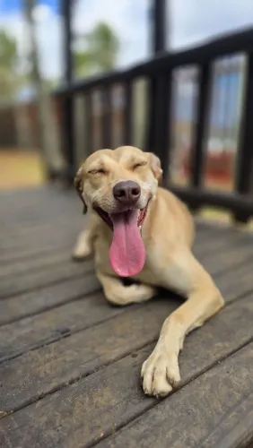Belinha para adoção. Resgatada das ruas