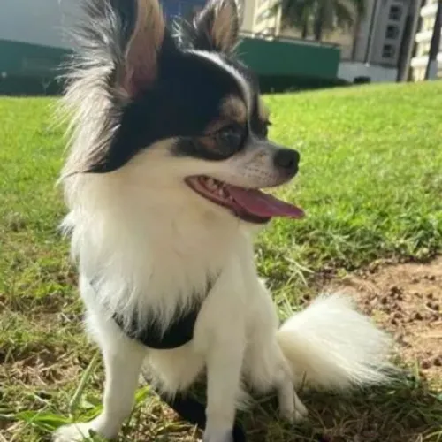 Chihuahua