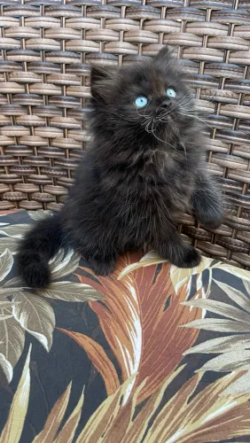 British longhair