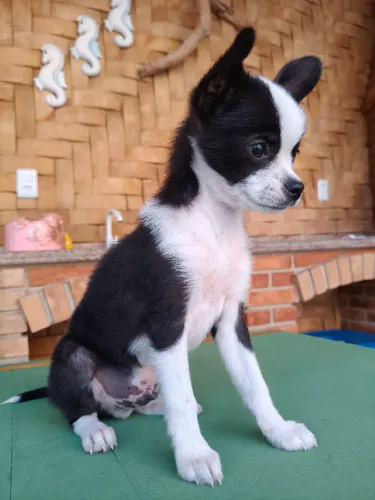 Chihuahua macho