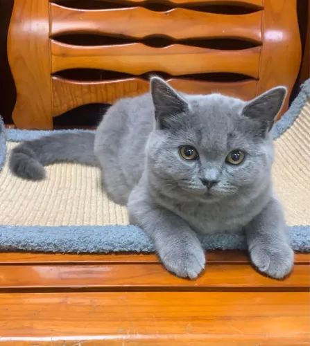 British shorthair inteiros