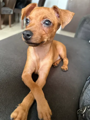 Pinscher fêmea numero 1