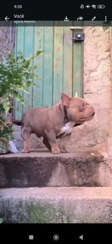 American bully 