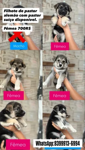 Filhote de pastor alemão fêmeas disponível