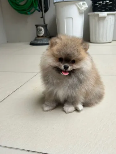 Cachorro Lulu da Pomerania disponível hoje, filhote lindo e muito procurado