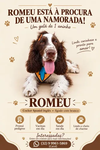 Cocker Spaniel Inglês a procura de uma namorada 