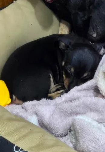 Pinscher 0 macho