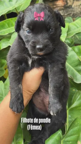 Filhote de poodle
