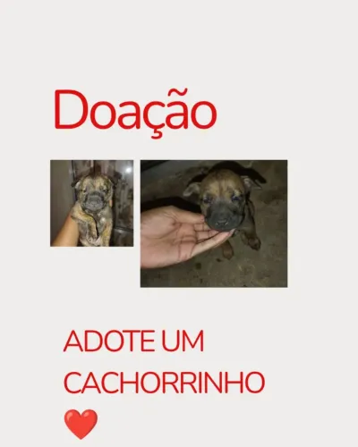 Doação de filhotes 