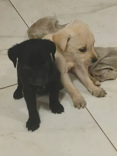 Para vende rápido Labrador
